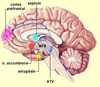 cerveau